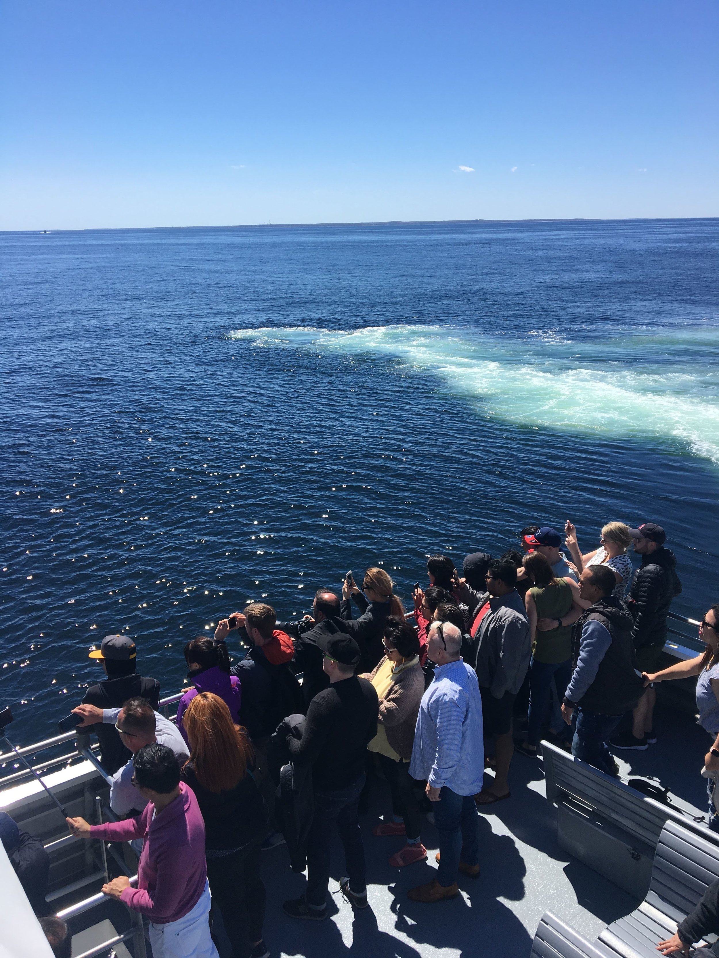 On a new england aquarium whale watch, you are guaranteed to see whales. Boston Whale Watch Kendra Mack