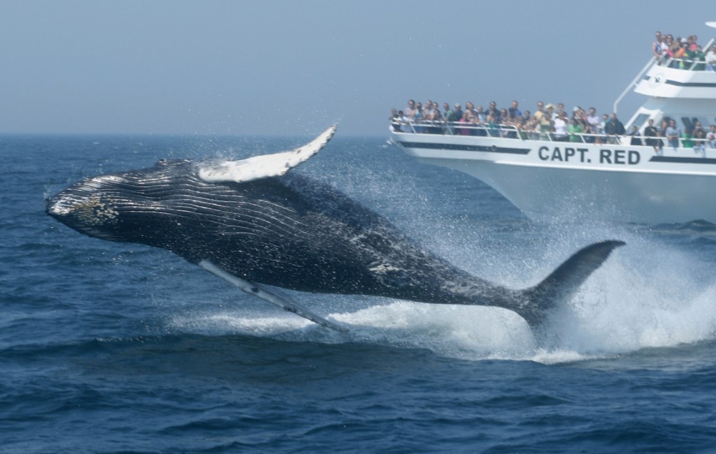 Best Whale Watch Tours Boston&nbsp;Package
