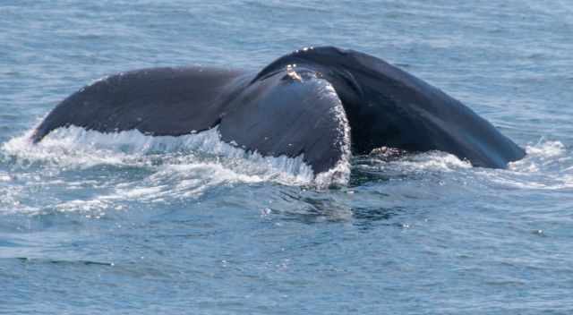 Whale Watching Tours Out Of Boston&nbsp;Packages