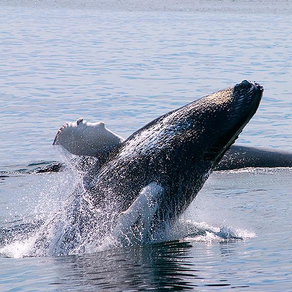 14+ Boston Tour Whale Watching&nbsp;Packages